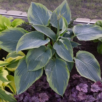 Hosta, Plantain Lily Hosta, Plantain Lily