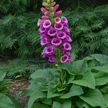 Foxglove