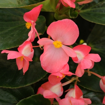 Begonia