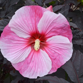Rose Mallow Rose Mallow