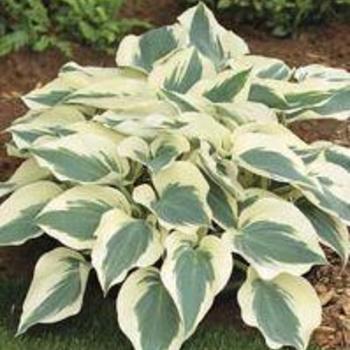 Plantain Lily
