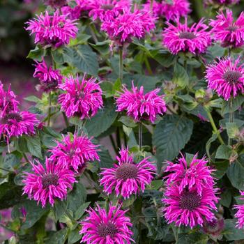 Bee Balm Bee Balm