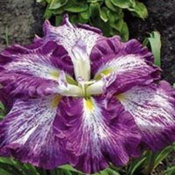 Japanese Iris