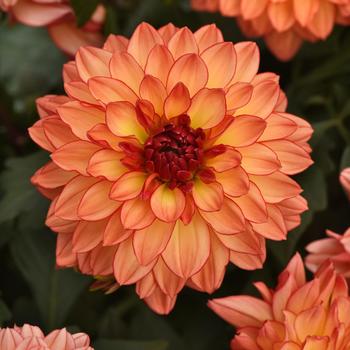 Dahlia