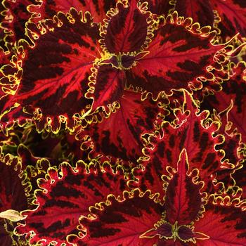 Volcanica&trade; Solar Flare