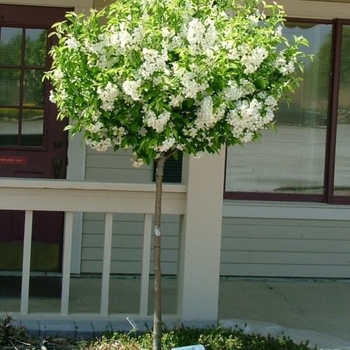Lollipop&reg; Crabapple