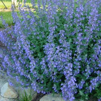 Catmint Catmint