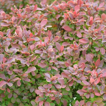 Golden Ruby® Barberry