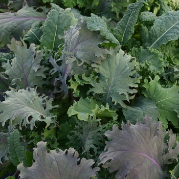Kale  Kale
