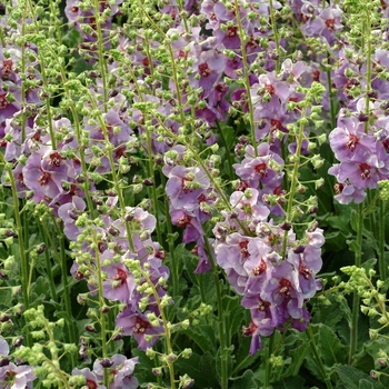 Mullein Mullein