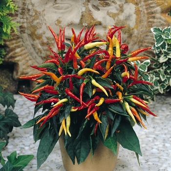 Ornamental Pepper