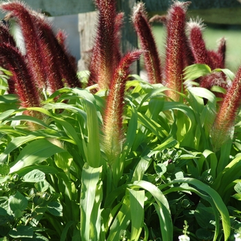 Millet