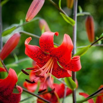 Tiger Lily