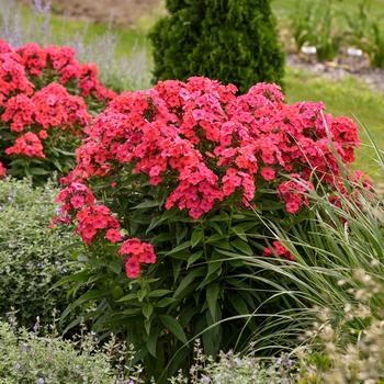 Luminary™ 'Sunset Coral' Luminary™ 'Sunset Coral'