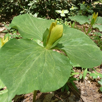 Trillium, Yellow 