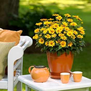 Perennial Sunflower Perennial Sunflower
