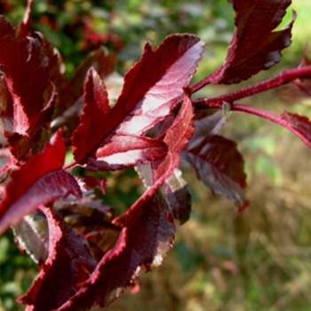 Royal Raindrops® Crabapple