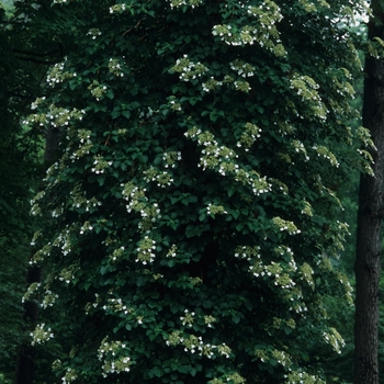 Climbing Hydrangea