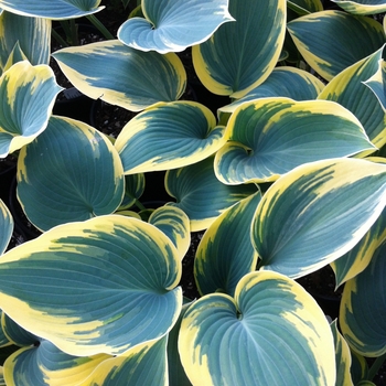 Plantain Lily
