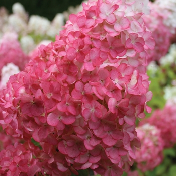 Vanilla Strawberry&trade; Hydrangea 