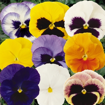 Pansy