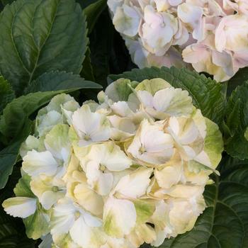 Seaside Serenade Cape Lookout Hydrangea