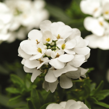 Candytuft