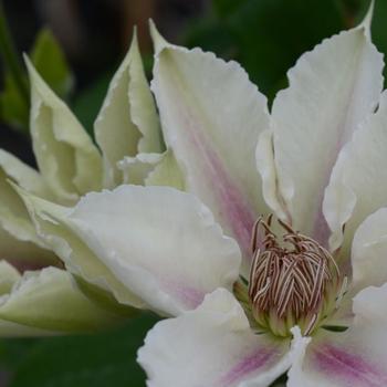 Clematis