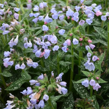 Lungwort, Bethlehem Sage