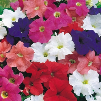 Petunia Petunia