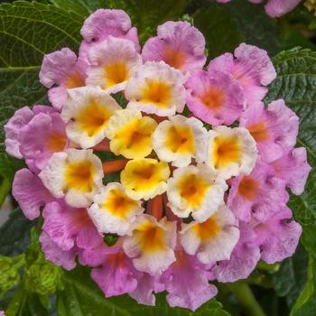 Lantana