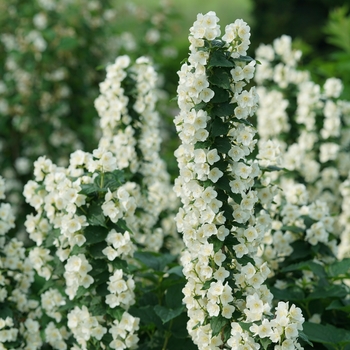 'Illuminati Tower®' Mock Orange