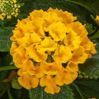 Lantana
