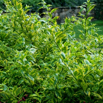 Duranta  Duranta