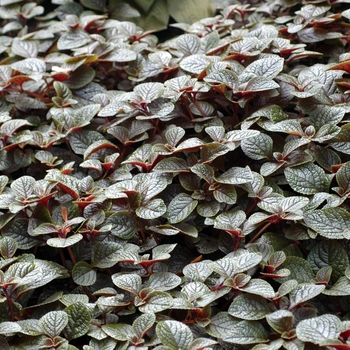 Plectranthus