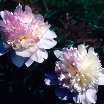 Garden Peony