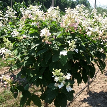 'Pink Diamond' Hardy Hydrangea Tree Form