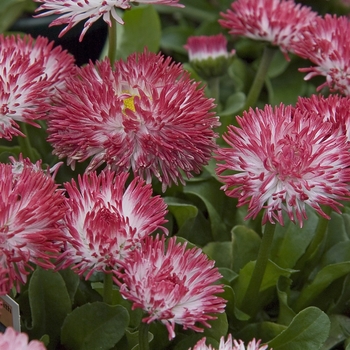 English Daisy