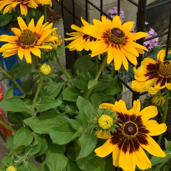 Black-Eyed Susan Black-Eyed Susan