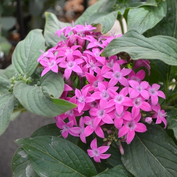 Pentas (Starflower)