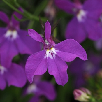 Waterfall™ Lobelia