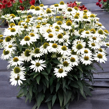 Coneflower