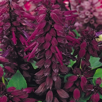 Salvia