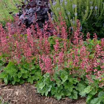 Coral Bells