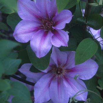 Clematis