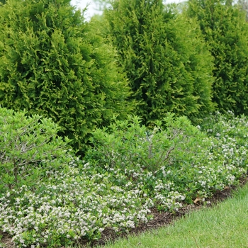 'Ground Hug®' Chokeberry 'Ground Hug®' Chokeberry