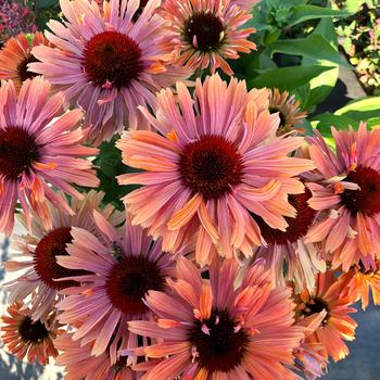 Coneflower Coneflower