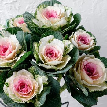 Flowering Cabbage