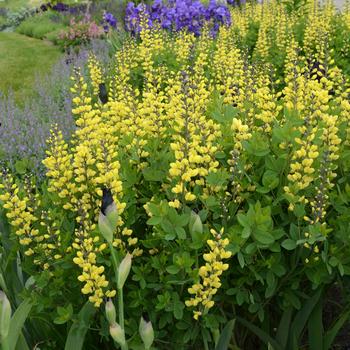 Decadence® 'Lemon Meringue'
