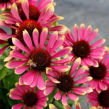 Coneflower Coneflower